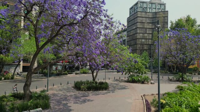 Jacarandas en primavera, flor morada en Ciudad de M&eacute;xico en la glorieta de Cibeles colonia roma norte