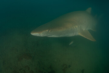 シロワニ　小笠原　東京都