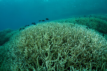 エダサンゴ　小笠原　東京都