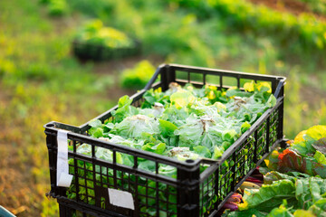 Plastic box filled with freshly picked herbs lettuce stands on field plantation. Harvest season, wholesale supplies of greens, garden-stuff s, vegetables, successful business model