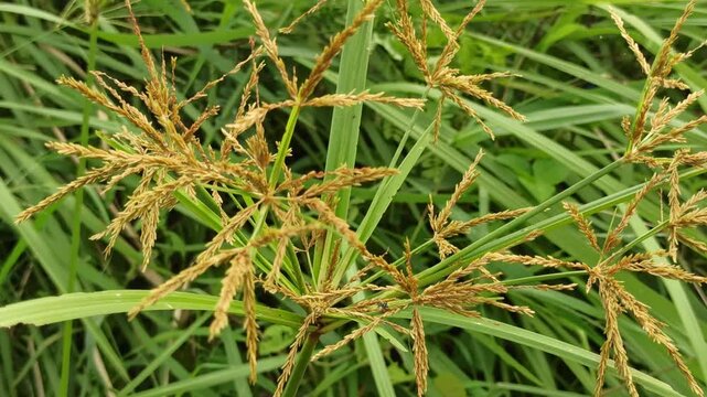Yellow nutsedge stands tall with bright green, grass-like leaves and yellowish seed heads, growing vigorously as a common and hardy field weed.