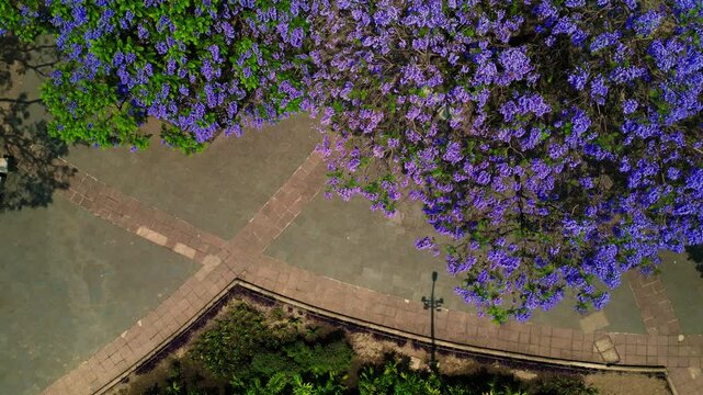 Vista parcial de la glorieta de cibeles en Ciudad de M&eacute;xico, Jacarandas de flor morada lila en primavera