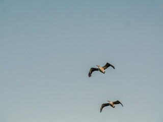 Pair Of Pelicans Flying Over