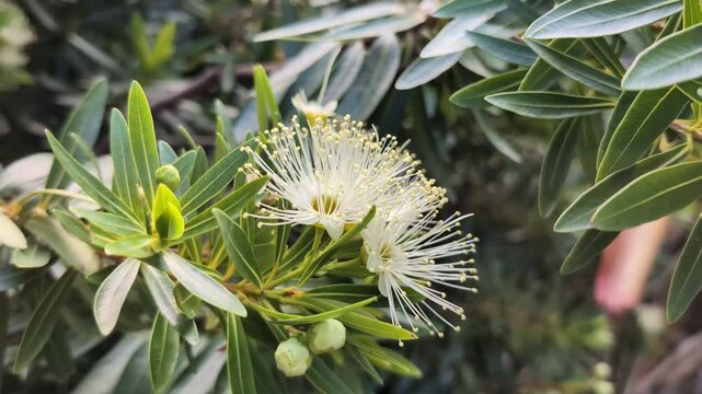 White flowers on a Little Penda (Xanthostemon chrysanthus) plant in a native Australian garden