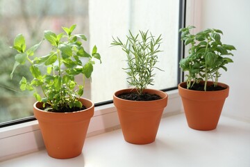 Different aromatic herbs in pots on window sill