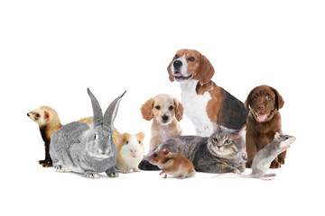 Group of cute domestic pets on white background