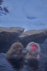 Naklejka premium couple of swans