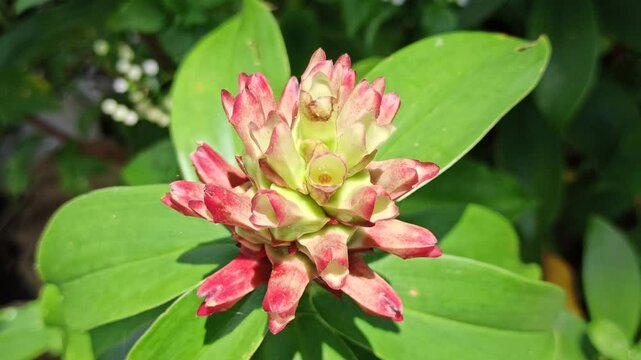 bignonia flower