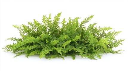 Obraz premium Lush fresh green Spring leaf