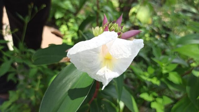 bignonia flower