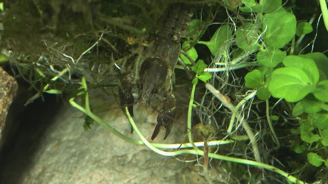 Gambero di fiume europeo (Austropotamobius pallipes)