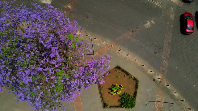 Vista cenital parcial de la glorieta de cibeles con jacarandas en primavera, flor morada lila en Ciudad de M&eacute;xico, primavera