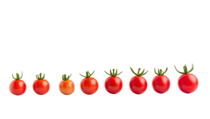 a row of tomatoes in varying sizes showcasing the progression fr