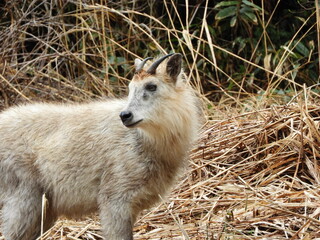 ニホンカモシカ