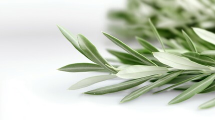 Fresh olive branch leaves isolated on white background with ample copy space for creative design and text overlay