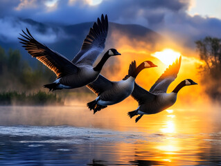 Fototapeta premium A breathtaking scene of three Canadian geese gliding gracefully over a tranquil lake at dawn, illuminated by the warm glow of the rising sun amidst a misty backdrop.