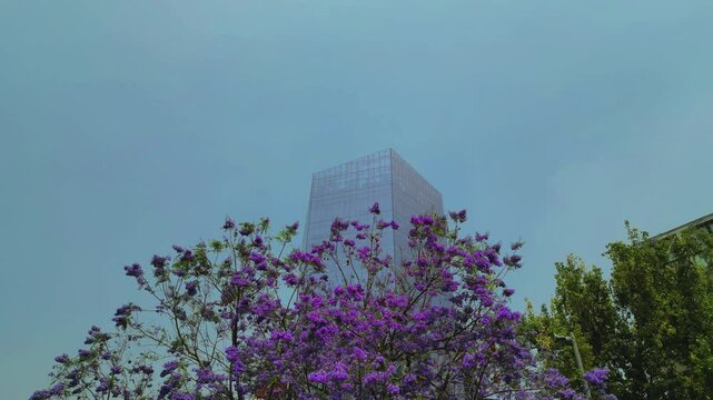 Jacarandas, arbol de flor color morado en primavera en ciudad de m&eacute;xico, glorieta de cibeles, jard&iacute;n en plaza p&uacute;blica 