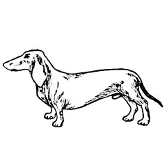 Dachshund Weiner Dog Illustration in Vintage Timeless Style