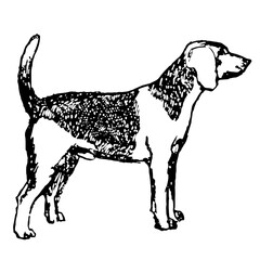 Beagle Dog Illustration in Vintage Timeless Style