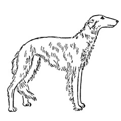 Borzoi Russian Greyhound Dog Illustration in Vintage Timeless Style