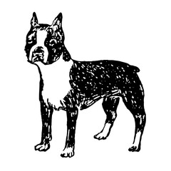 Boston Terrier Dog Illustration in Vintage Timeless Style