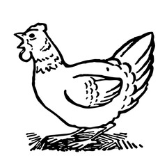 Chicken Hen  in Cute Retro Illustration Style
