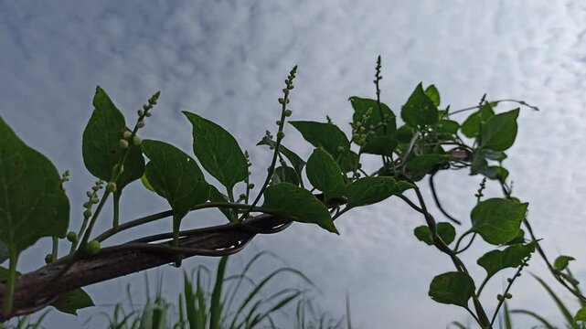 malabar spinach