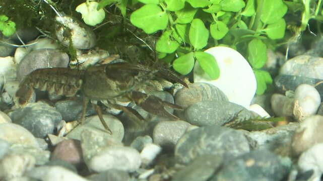 Gambero di fiume europeo (Austropotamobius pallipes)
