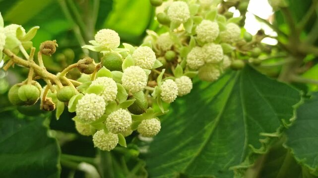 Girardinia diversifolia in the garden