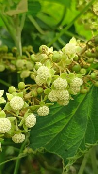 Girardinia diversifolia in the garden