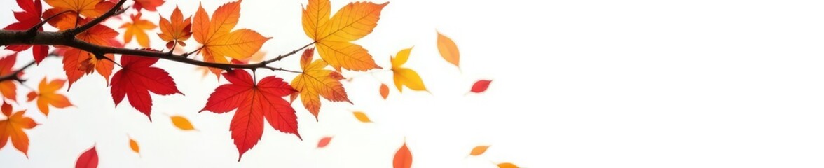 Fototapeta premium Isolated branches on white background with scattered leaves, autumnal colors, texture