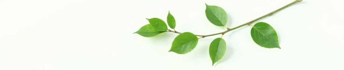 Fototapeta premium Single branch with leaves on white background, botanical, nature photography, greenery