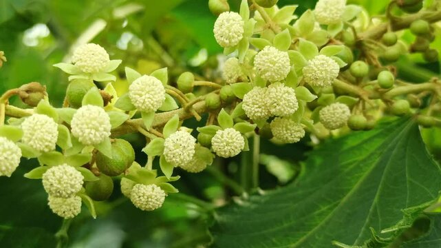 Girardinia diversifolia in the garden