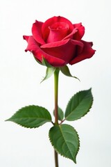 Single rose isolated on a plain white background, nature, pure