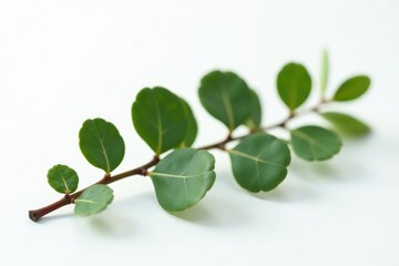 Naklejka premium Single stems of eucalyptus isolated on white surface, foliage, eucalyptus, branch