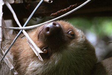 sloth © JeankSoto