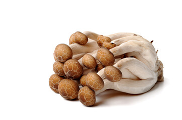 shimeji mushrooms. isolated on white background.