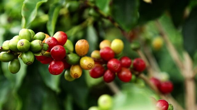 Arabica coffee plantation, coffee tree with red fruit, cherry type
