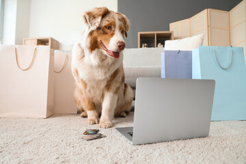 Adorable Australian Shepherd dog with shopping bags, credit cards and laptop sitting at home