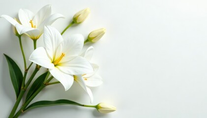 Fototapeta premium Elegant white flower arrangement on pristine background, spring, macro, botanical
