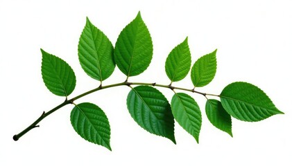 Naklejka premium Large isolated branch with leaves on white background, , forest