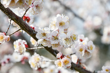 梅の花「豊後」