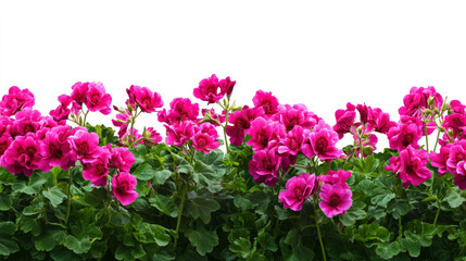 Obraz premium Spring Awakens Celebrating Nowruz and Ostara Festivals of Nature and Tradition