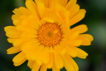 Closeup Photo of Pot Marigold, English Marigold, Citrus Cocktail, Calendula-Resina, Daisy Family, Perennial Herb