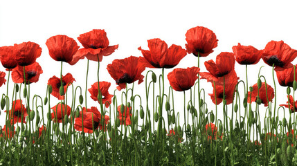 Obraz premium First Day of Spring Blooming Flowers for Nowruz and Ostara Celebrations