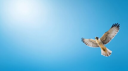 Obraz premium Bird in Flight Against Clear Blue Sky with Sunlight Background
