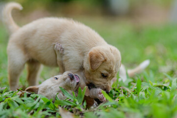 Playful Puppies Discovering the Joys of Outdoor Exploration