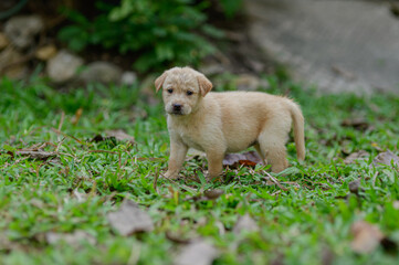 Cute Light-Colored Puppy Exploring Green Grass in Nature