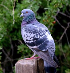 The Beauty of a Pigeon