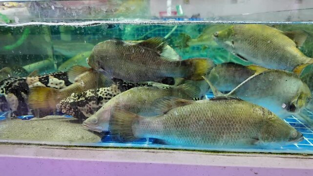 Various edible fish sold in the seafood market, aquaculture